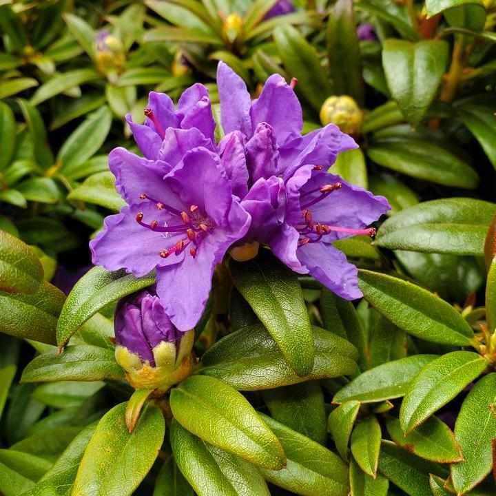 Blue Baron Rhododendron