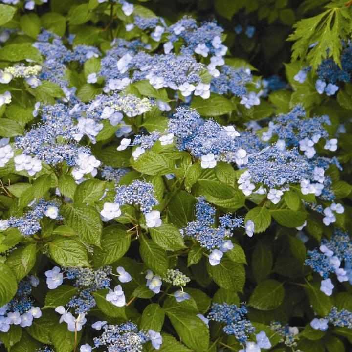 Blue Billow Hydrangea