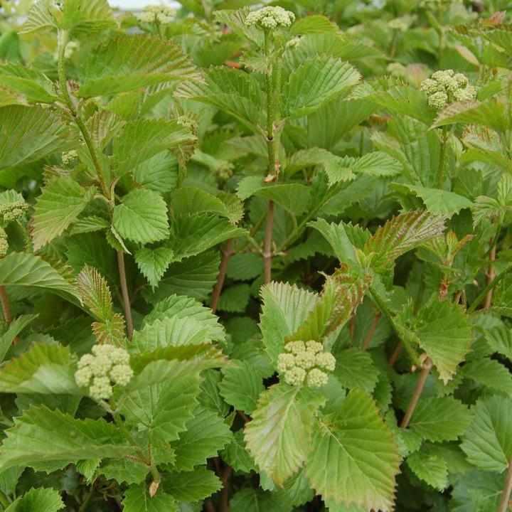 Blue Blaze® Viburnum