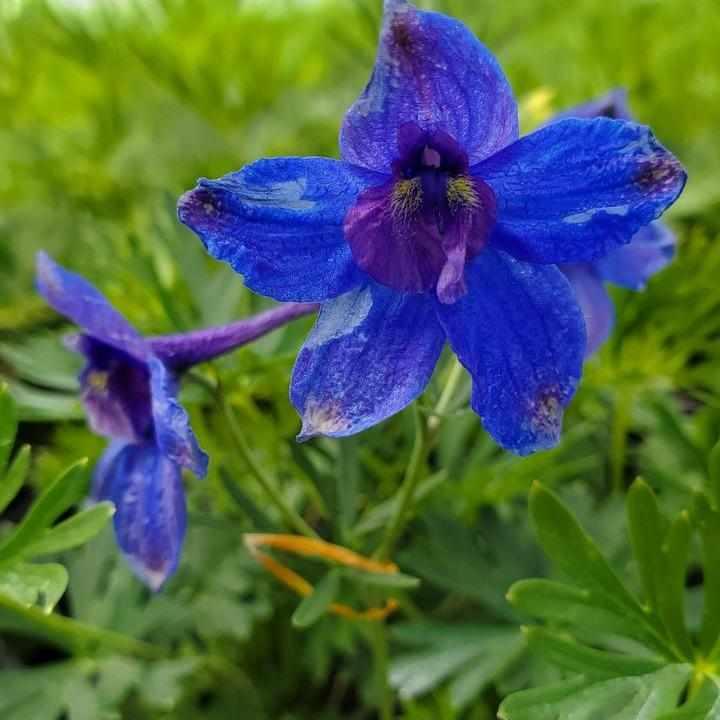 Blue Butterfly Larkspur