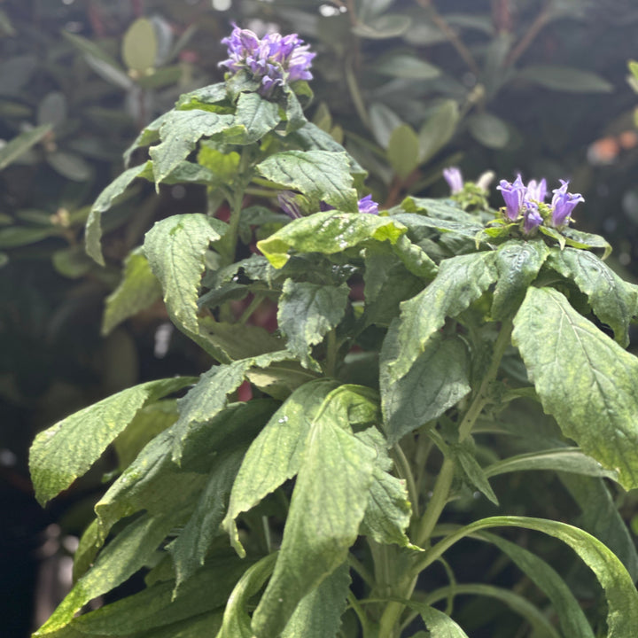 Blue Cardinal Flower