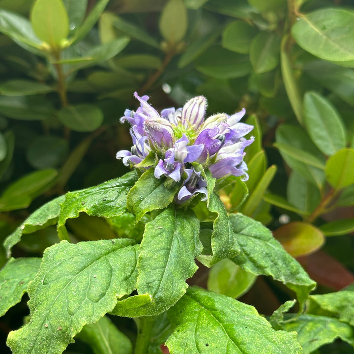 Blue Cardinal Flower