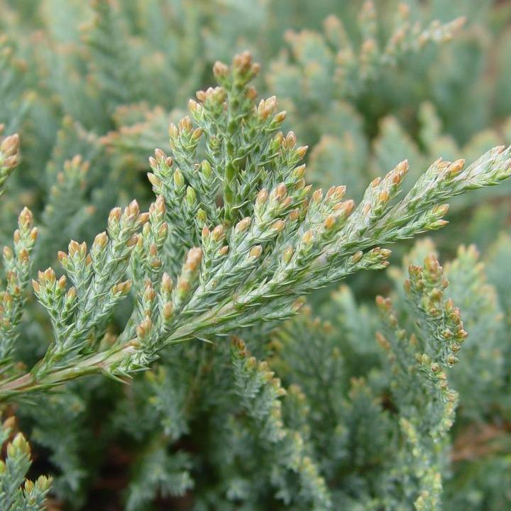 Blue Chip Creeping Juniper