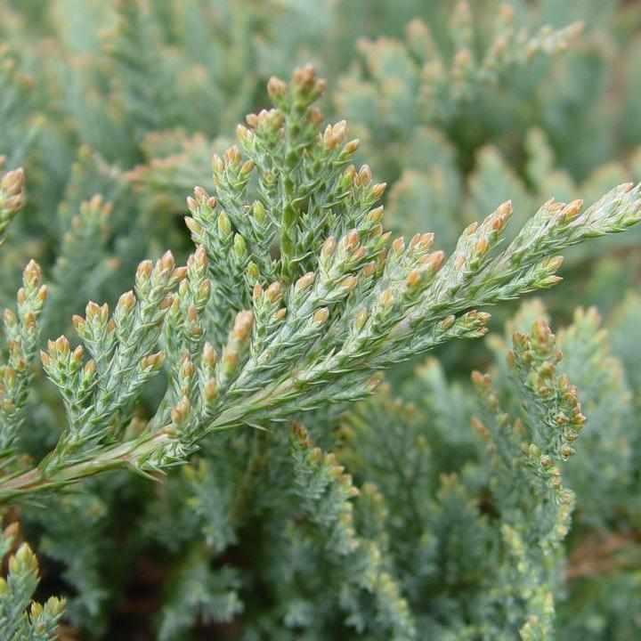 Blue Chip Creeping Juniper