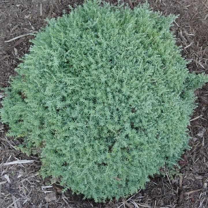 Blue Feathers Hinoki Cypress