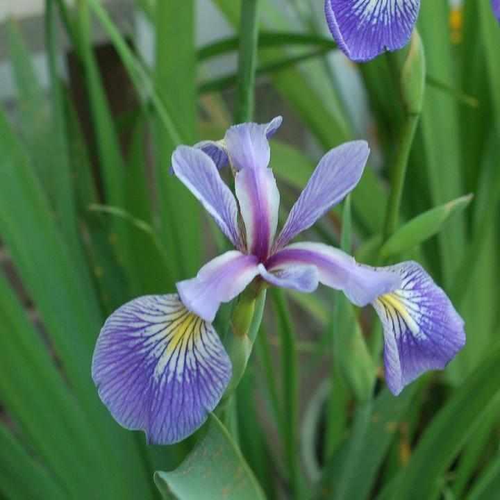 Blue Flag Iris