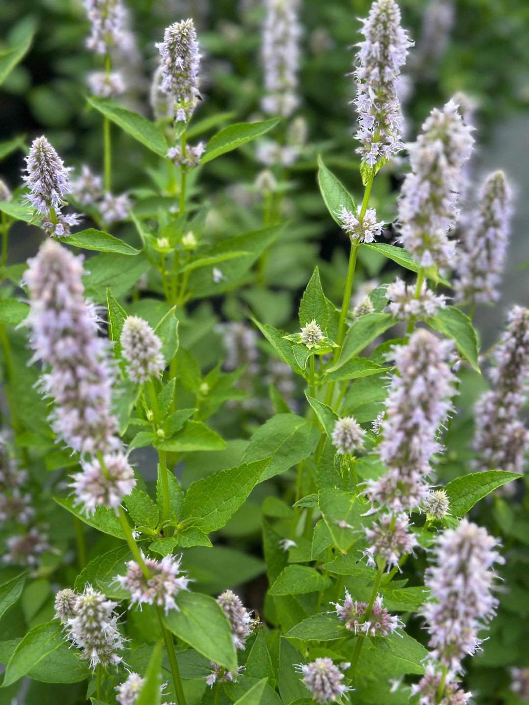 Blue Fortune Anise