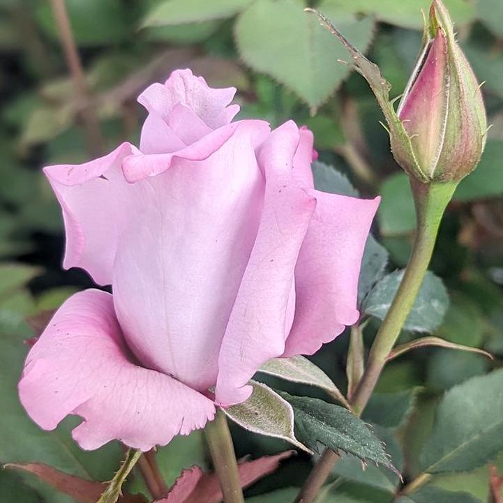Blue Girl Hybrid Tea Rose