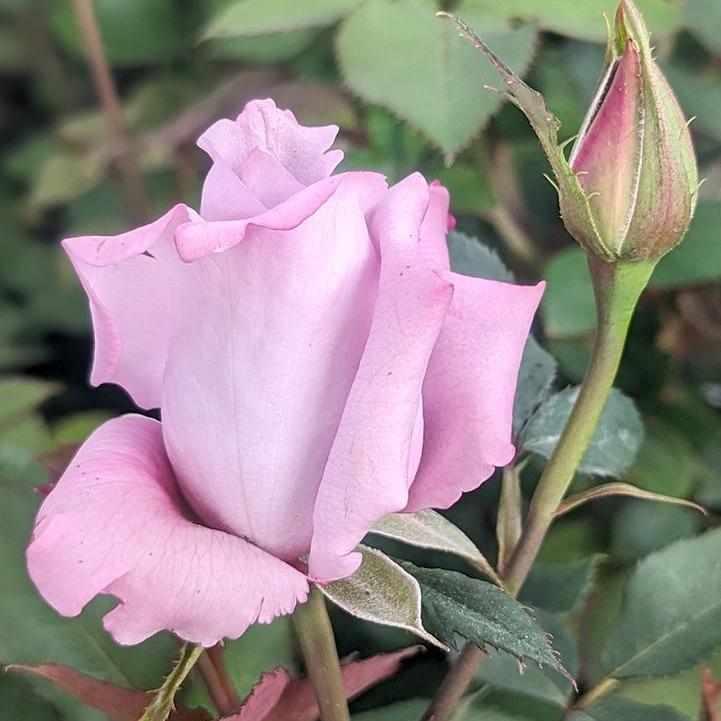 Blue Girl Hybrid Tea Rose