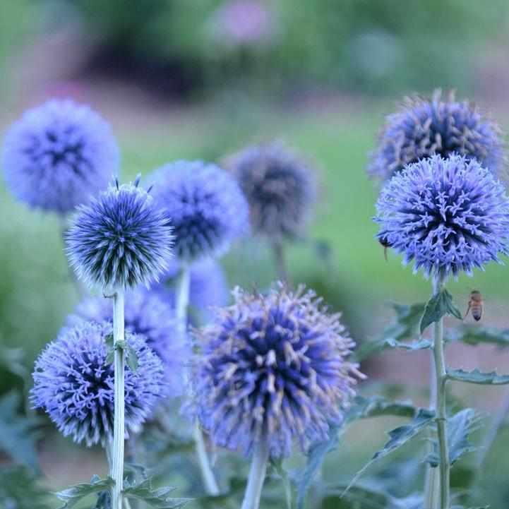 Blue Glow Globe Thistle