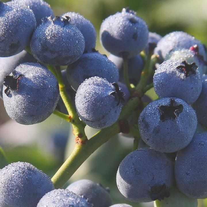 Blue Gold Blueberry