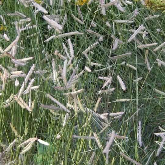 Blue Grama Grass