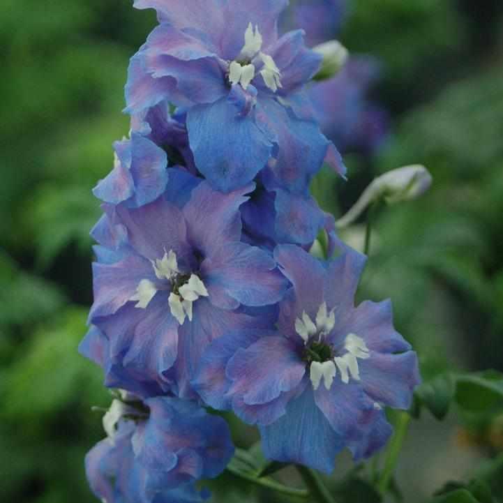 Blue Guardian Larkspur