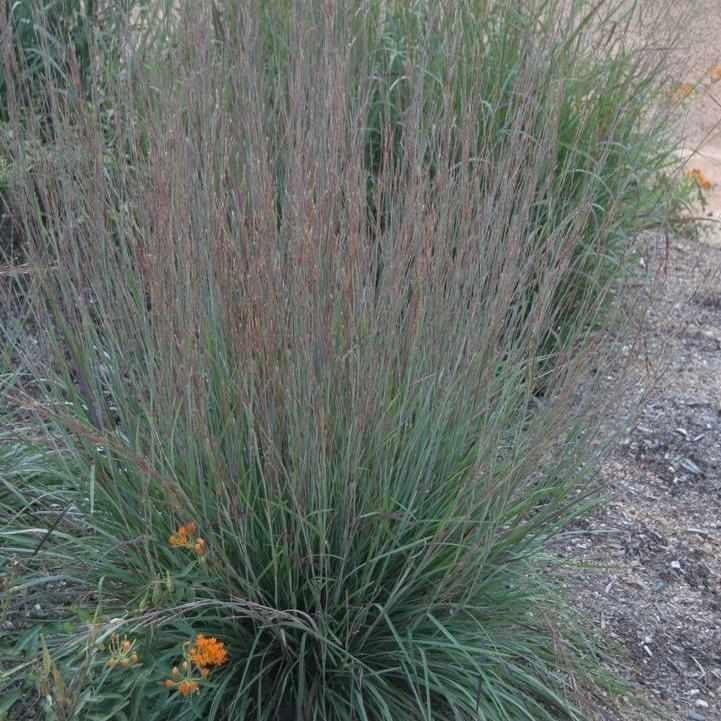 Blue Heaven® Little Bluestem