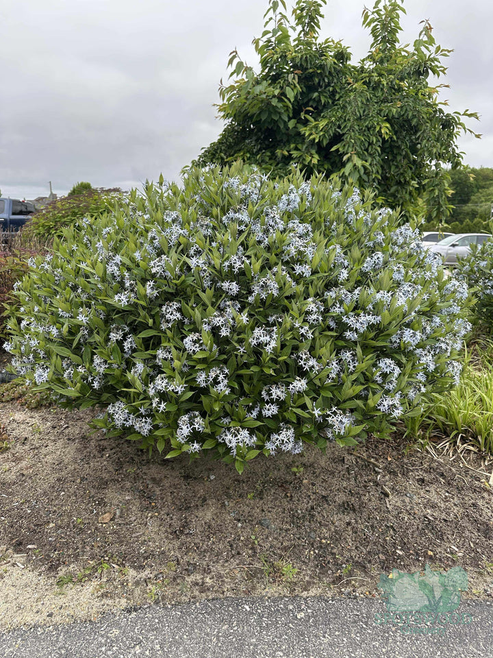 amsonia-tabernaemontana-blue-ice-star-flower