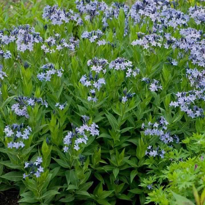 Blue Ice Blue Star