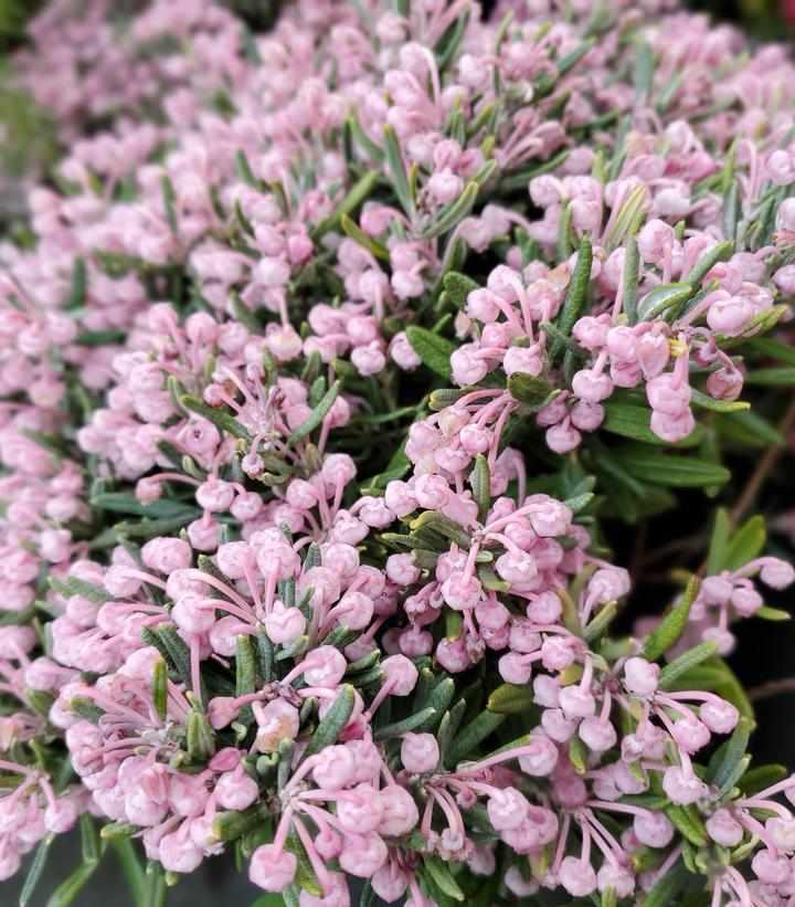 Blue Ice Bog Rosemary