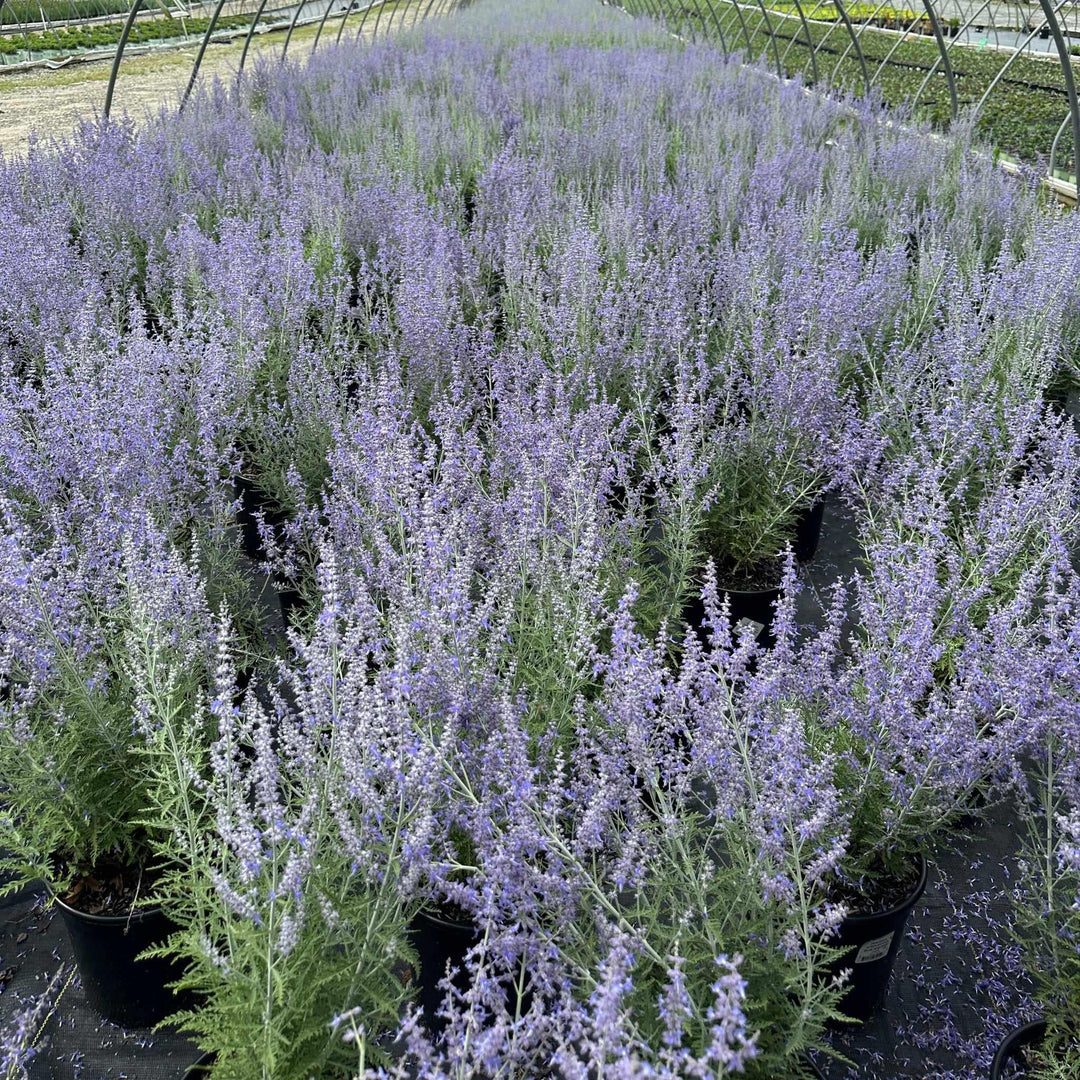 Blue Jean Baby Russian Sage