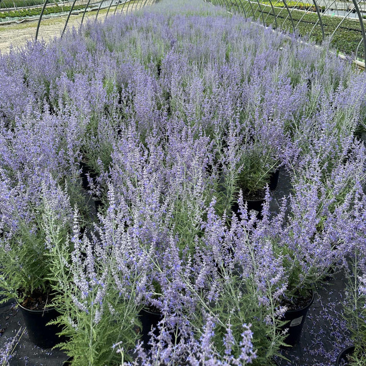 Blue Jean Baby Russian Sage