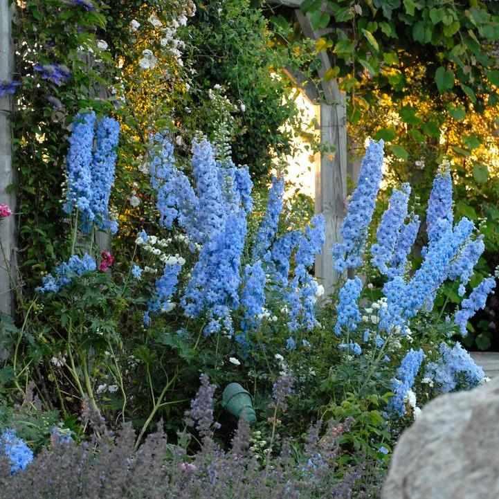 Blue Lace Bee Delphinium