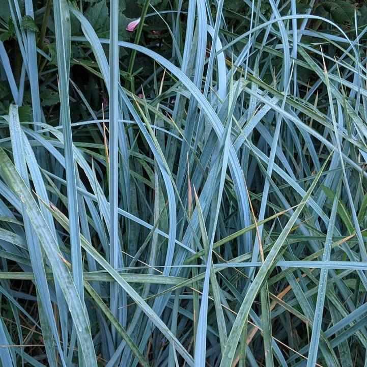 Blue Lyme Grass