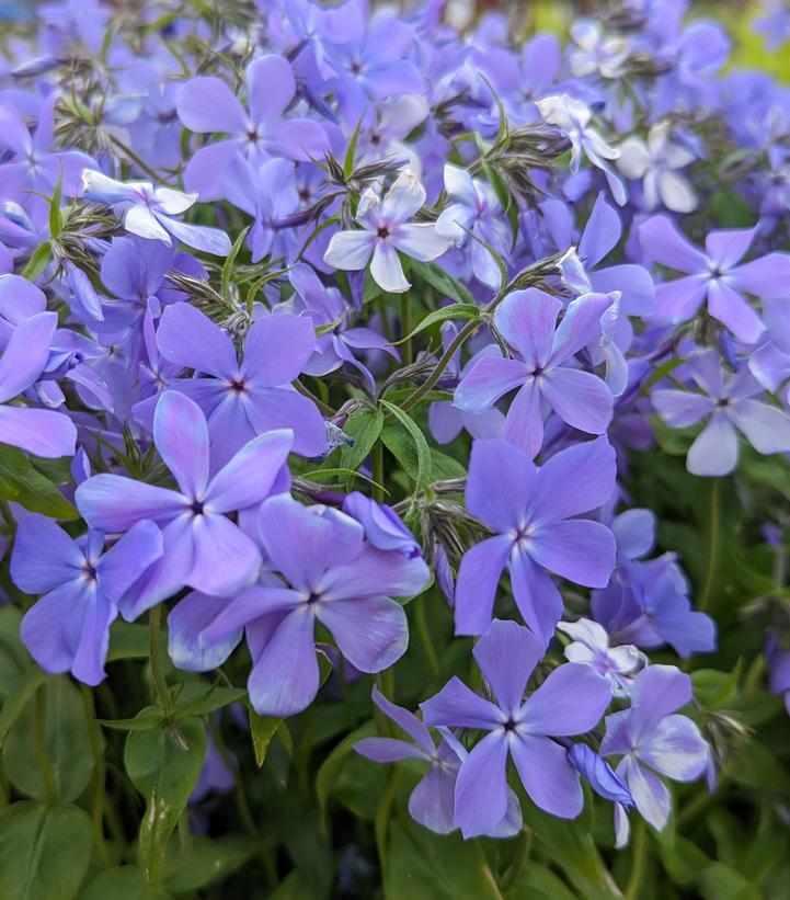Blue Moon Woodland Phlox