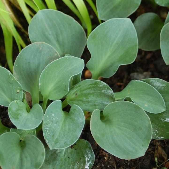 Blue Mouse Ears Hosta