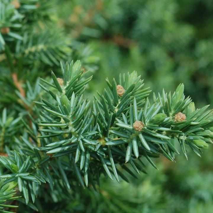 Blue Pacific Juniper