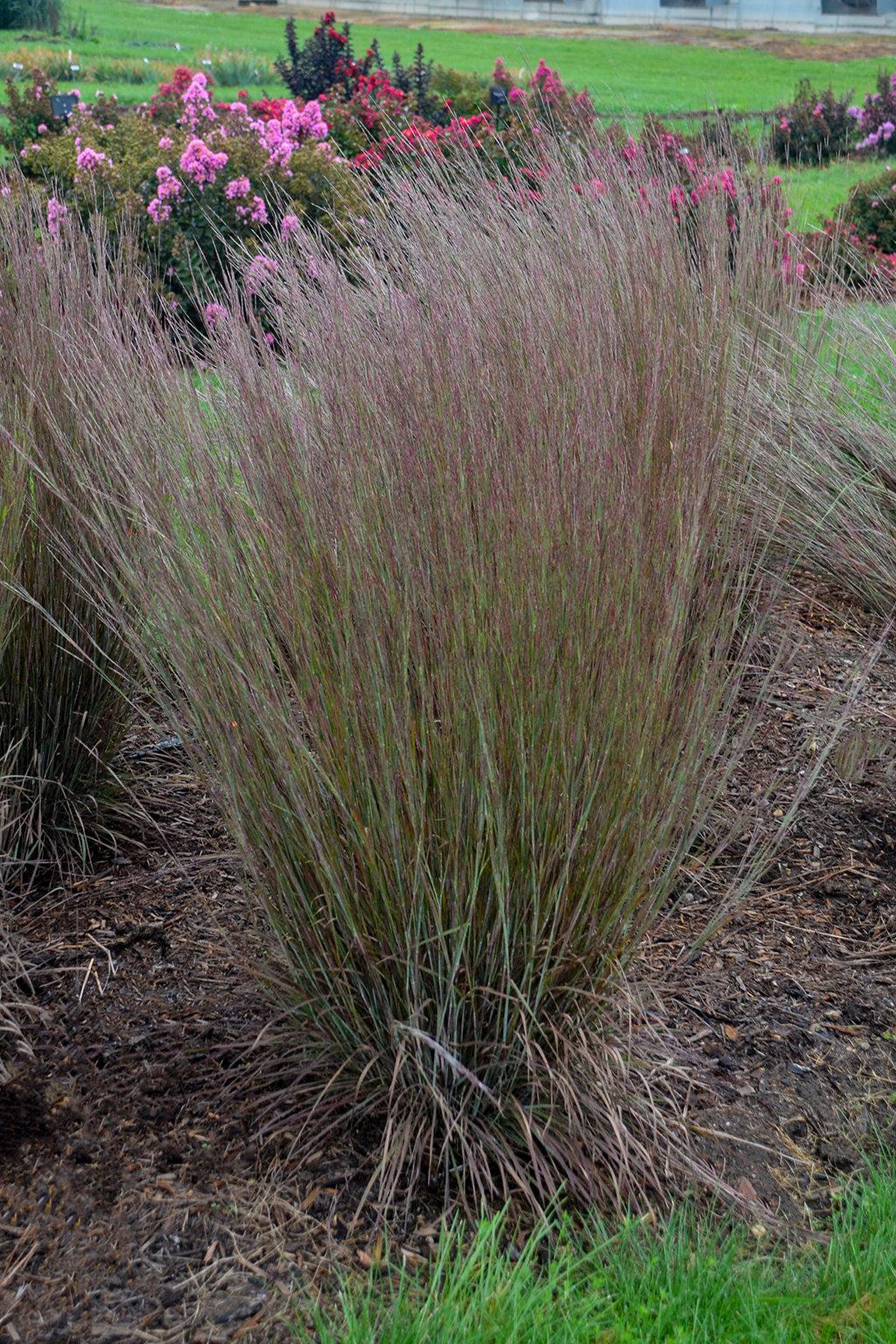 Blue Paradise Little Bluestem
