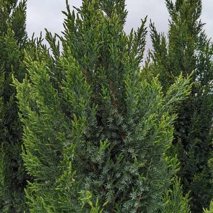 Blue Point Juniper