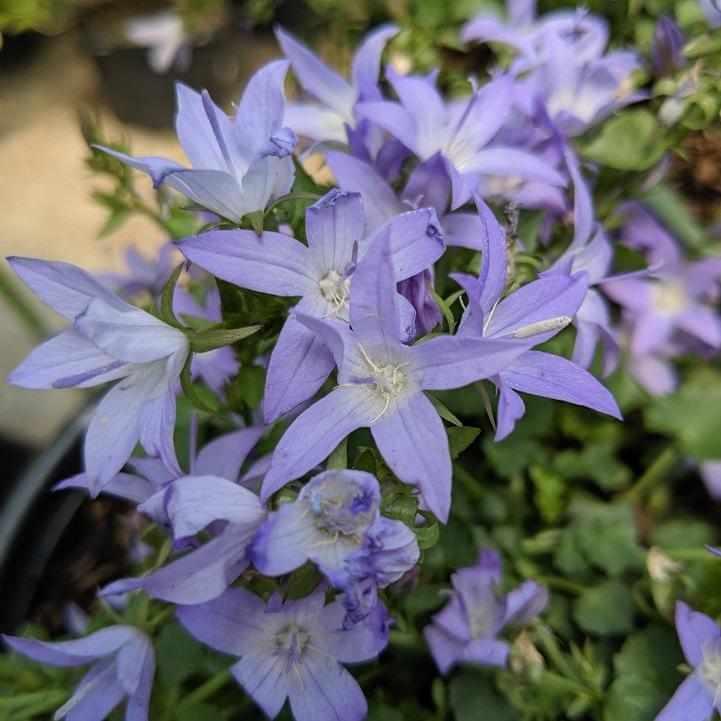 Blue Waterfalls Serbian Bellflower