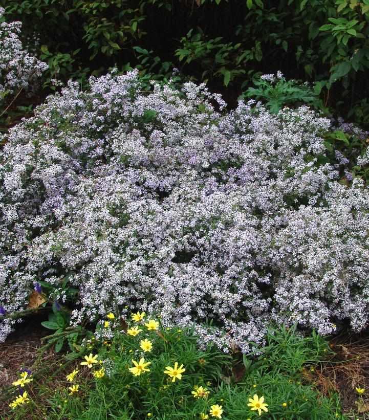 Blue Wood Aster