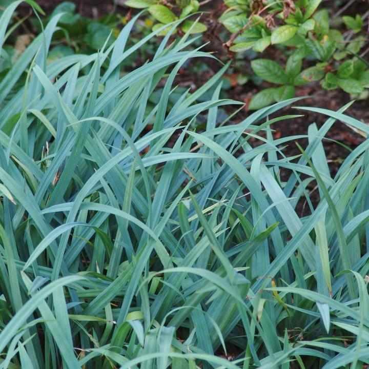 Blue Wood Sedge