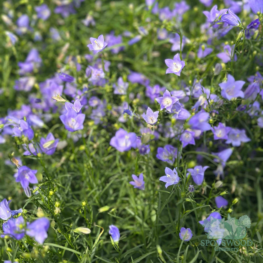 campanula-rotundifolia