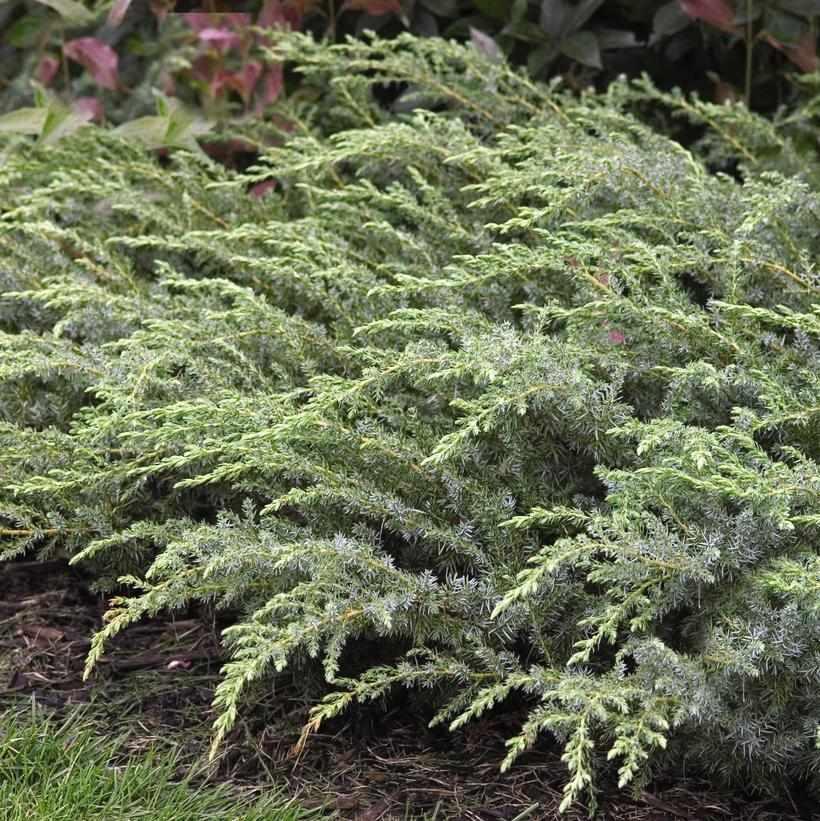 Blueberry Delight Juniper