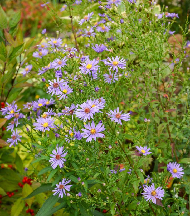 Bluebird Smooth Aster