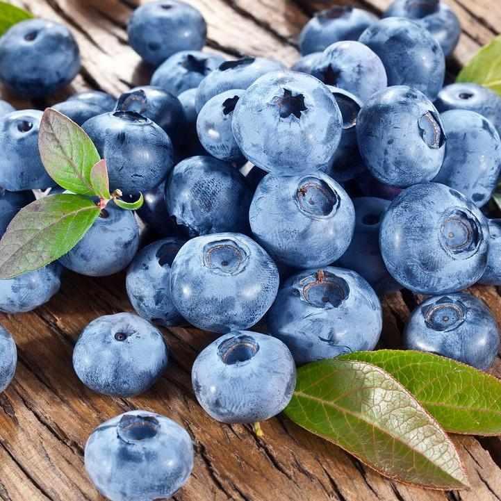 Bluecrop Blueberry