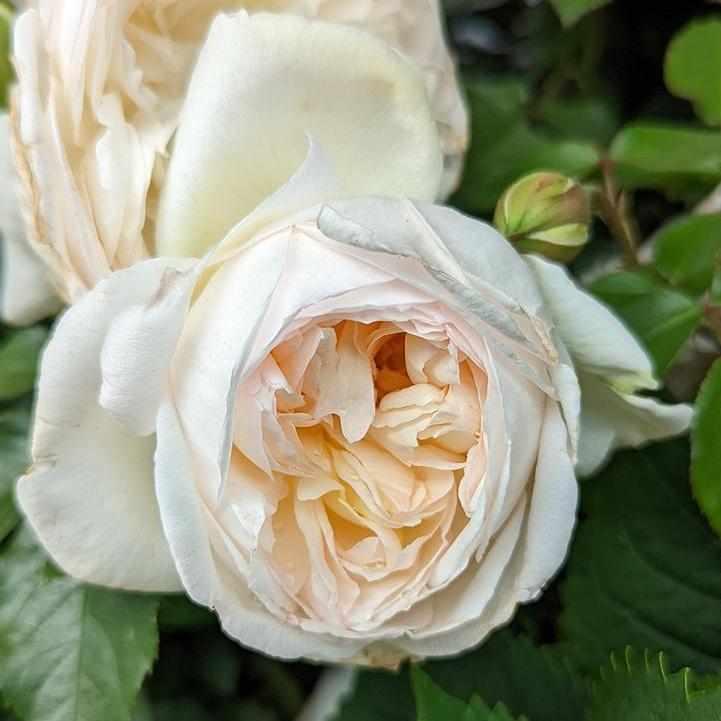 Bolero® Rose