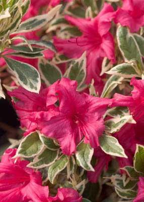 Bollywood Star® Azalea