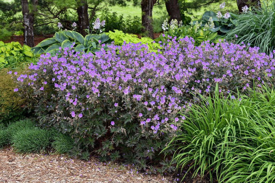 Boom Chocolatta Hardy Geranium