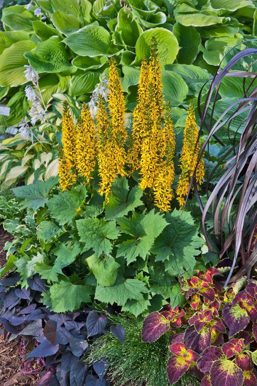 Bottle Rocket Ligularia Hybrid