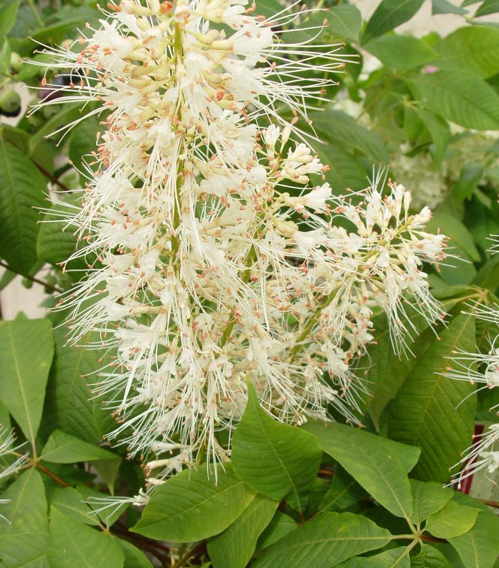 Bottlebrush Buckeye