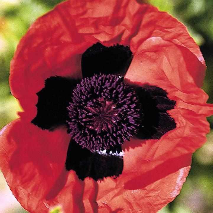 Brilliant Oriental Poppy