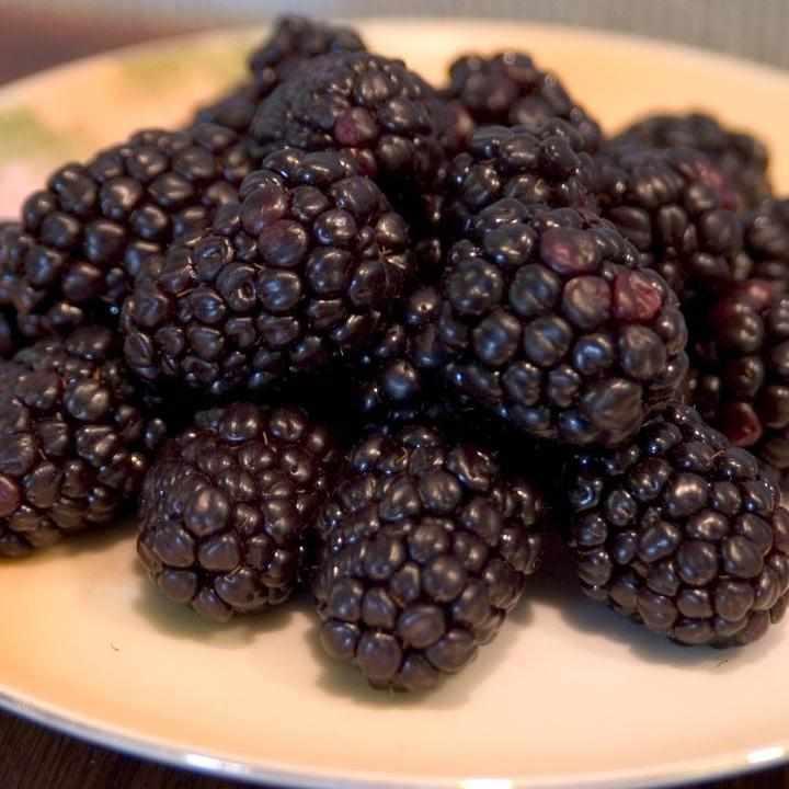 Bristol Black Raspberry