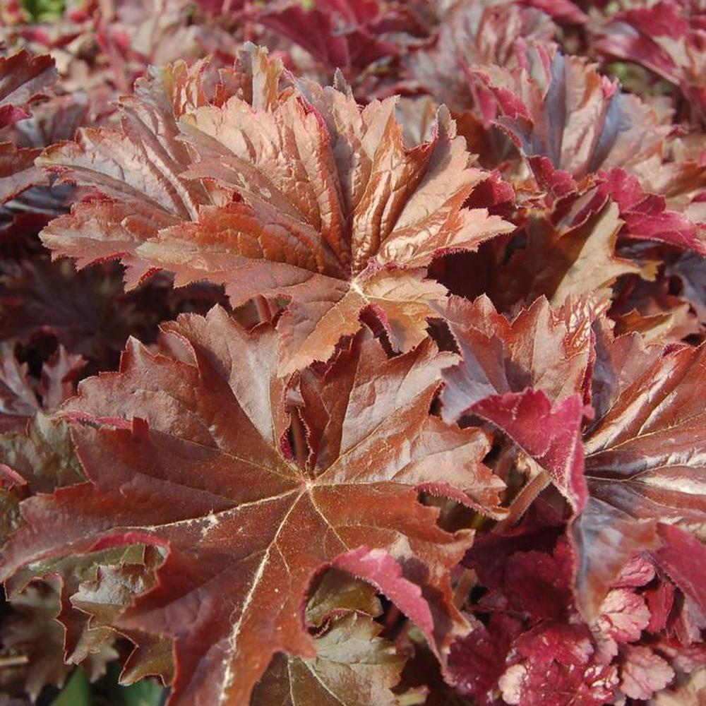 Bronze Wave Coral Bells