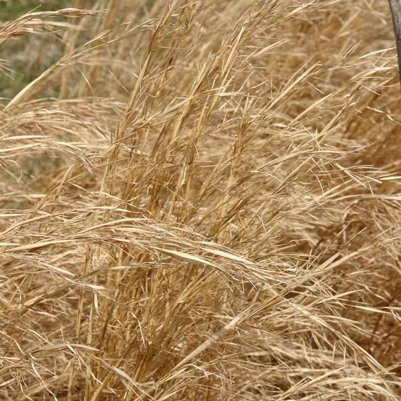 Broomsedge
