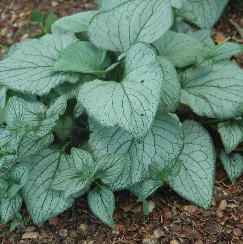 brunnera-sea-heart