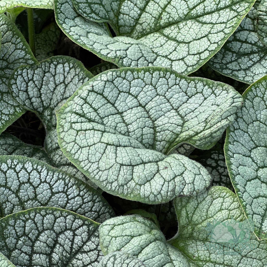 brunnera-sea-heart