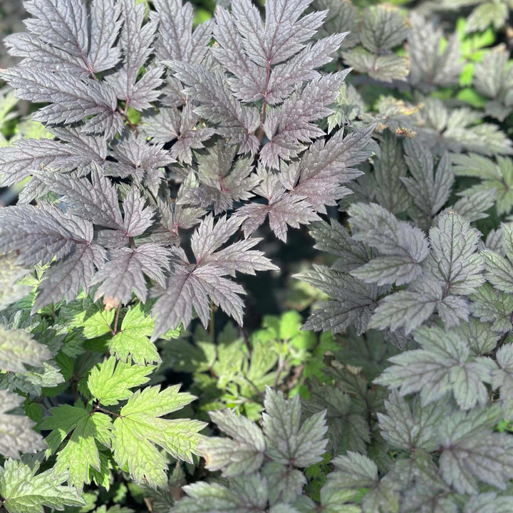 Brunette Bugbane