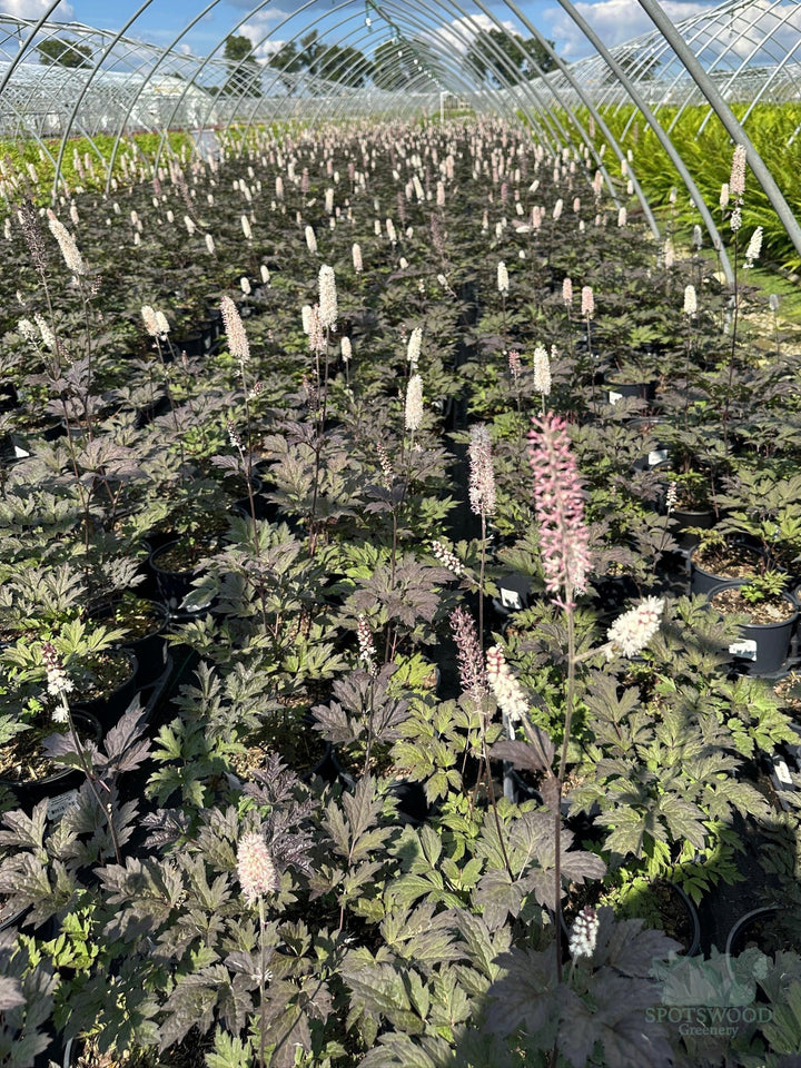 actaea-ramosa-brunette